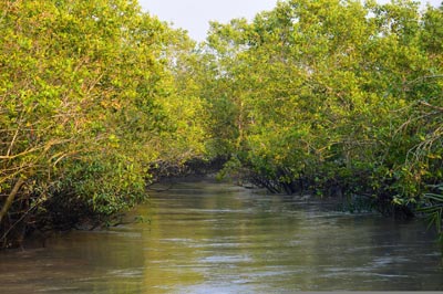 Sundarban Tours | Best Sundarban Tour Package from Kolkata